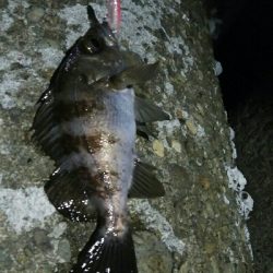 メバルプラッキング好調