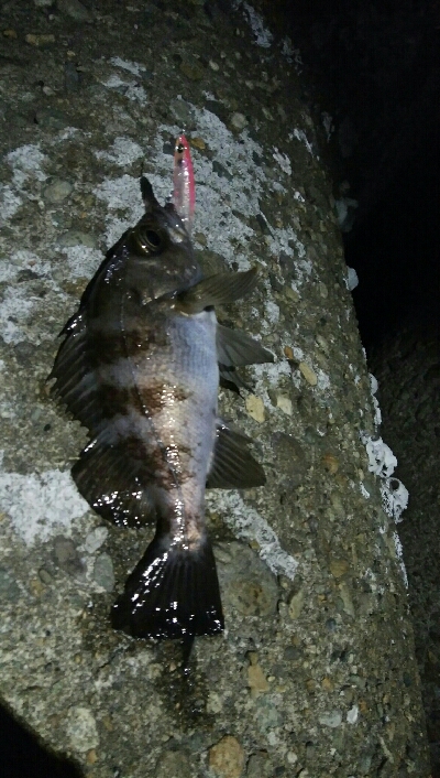 メバルプラッキング好調