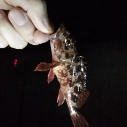 ナマコリング( ^o^)