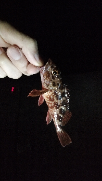 ナマコリング( ^o^)