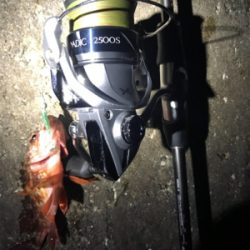 メバリング中毒