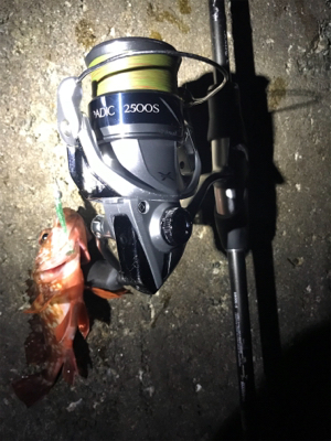 メバリング中毒