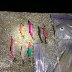 ヤリイカ、ケンサキイカ釣果!