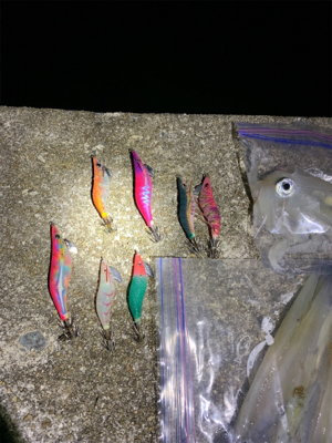 ヤリイカ、ケンサキイカ釣果!