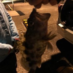 爆風樋島ライトゲーム