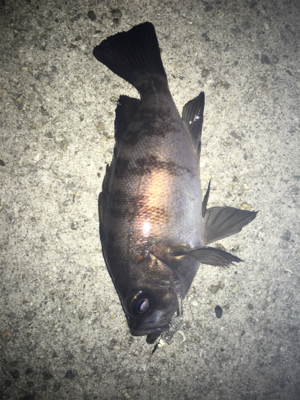 チビメバル、チビガシラ(^^;