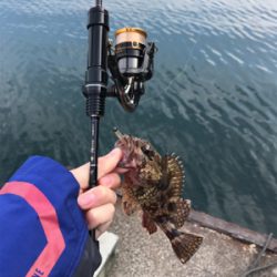 メバルを求めて②