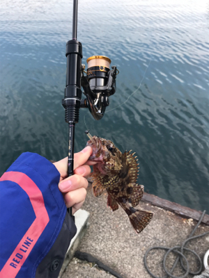 メバルを求めて②