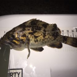 今日はドラグを鳴らされた！