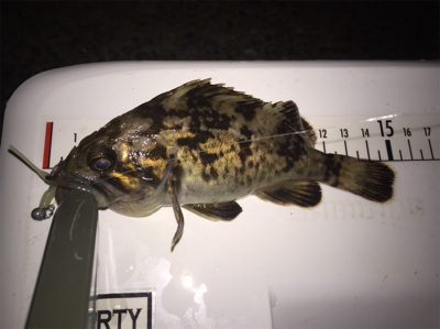 今日はドラグを鳴らされた！