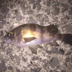 竿とリール新調しました。