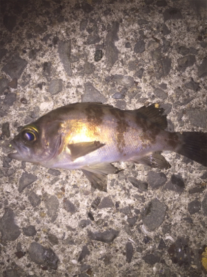 竿とリール新調しました。