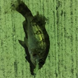 マイクロだらけ