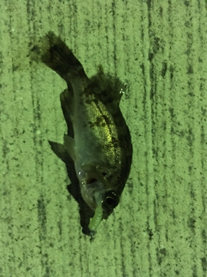 マイクロだらけ