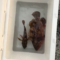 メバル狙いが・・・