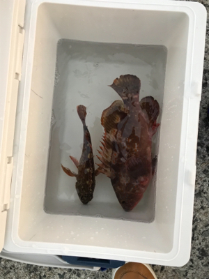 メバル狙いが・・・