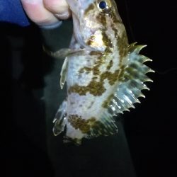 ナイトメバリング