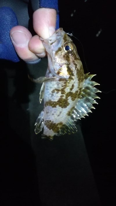 ナイトメバリング