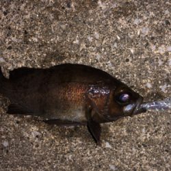 雨時々降る中のメバリング