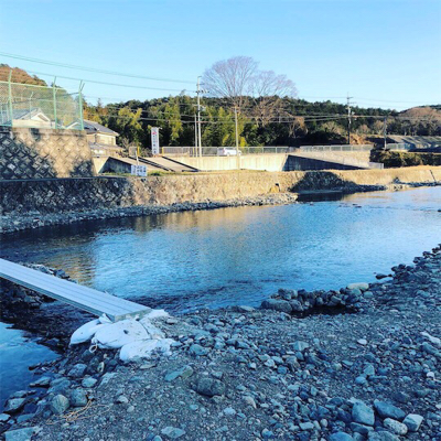 高槻市芥川 ニジマス トラウト