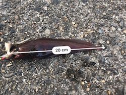 ドンコマンション