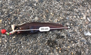 ドンコマンション