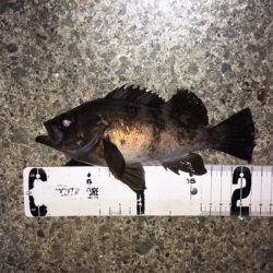 明石で渋め、メバリング