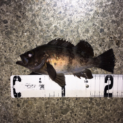 明石で渋め、メバリング