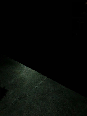 ガシラは裏切らない