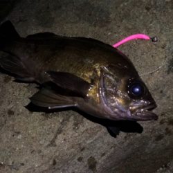 爆風メバリング