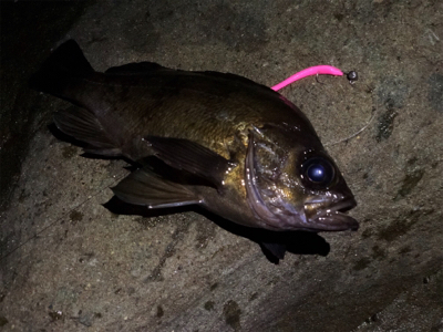 爆風メバリング