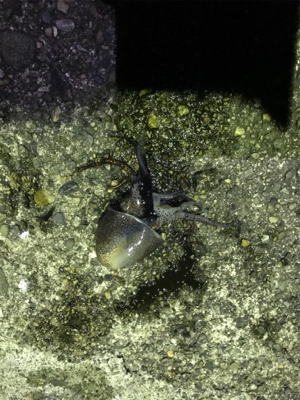 ヤリイカ終盤戦！！