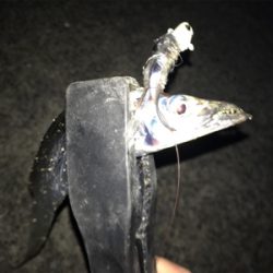 タチウオ入れ食い