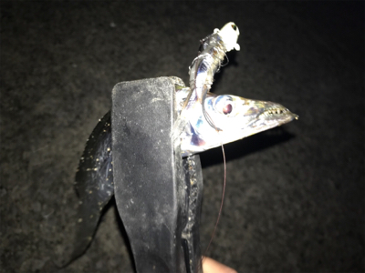 タチウオ入れ食い