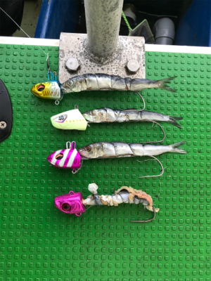 洲本沖  太刀魚