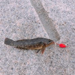 ムラソイのタワマン!!