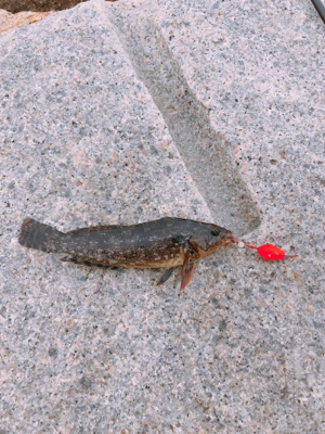 ムラソイのタワマン!!