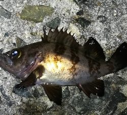 ナイトメバリング