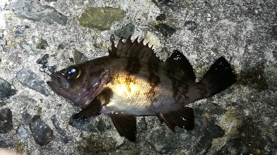 ナイトメバリング