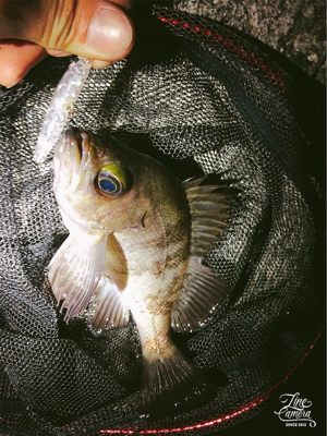 メバルさんお元気です