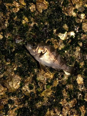 プラグと黒ワームで爆釣！