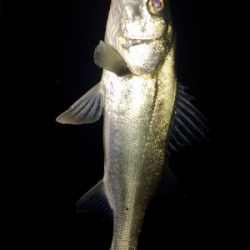 メバルのちシーバス