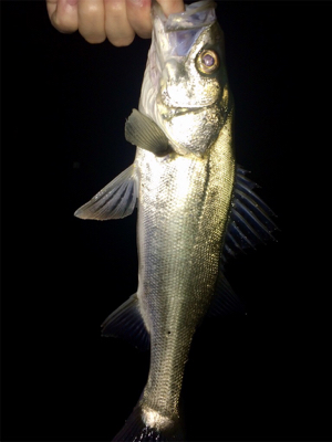 メバルのちシーバス