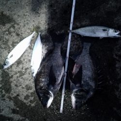 2/11の釣果　チヌチヌサバサバ