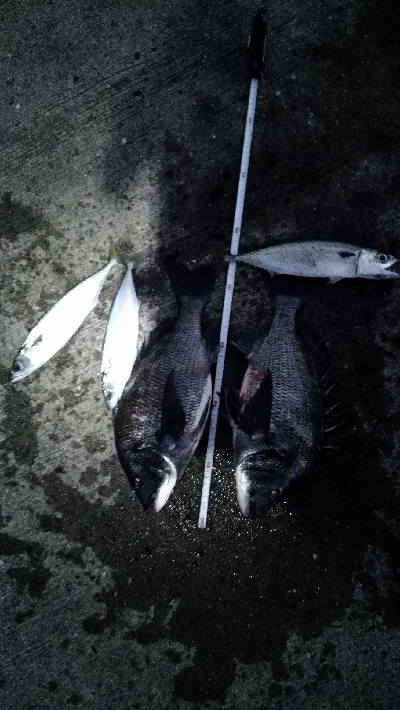 2/11の釣果　チヌチヌサバサバ