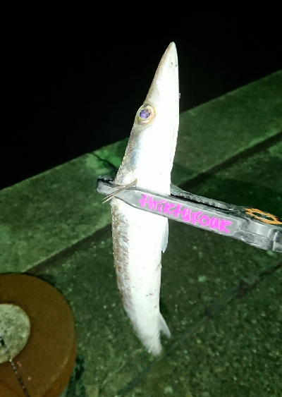 寒さマシのち風で寒い