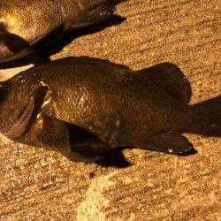 極寒メバリング