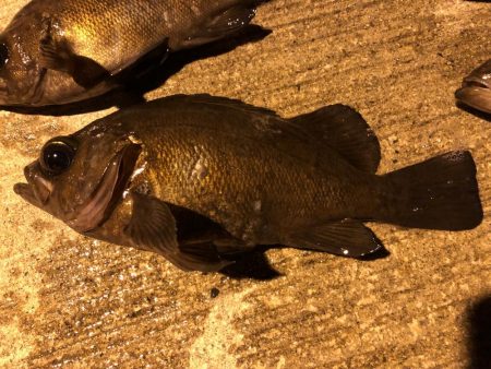 極寒メバリング