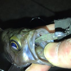 週末メバリング