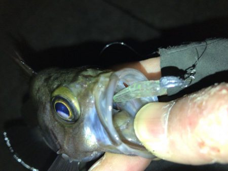 週末メバリング